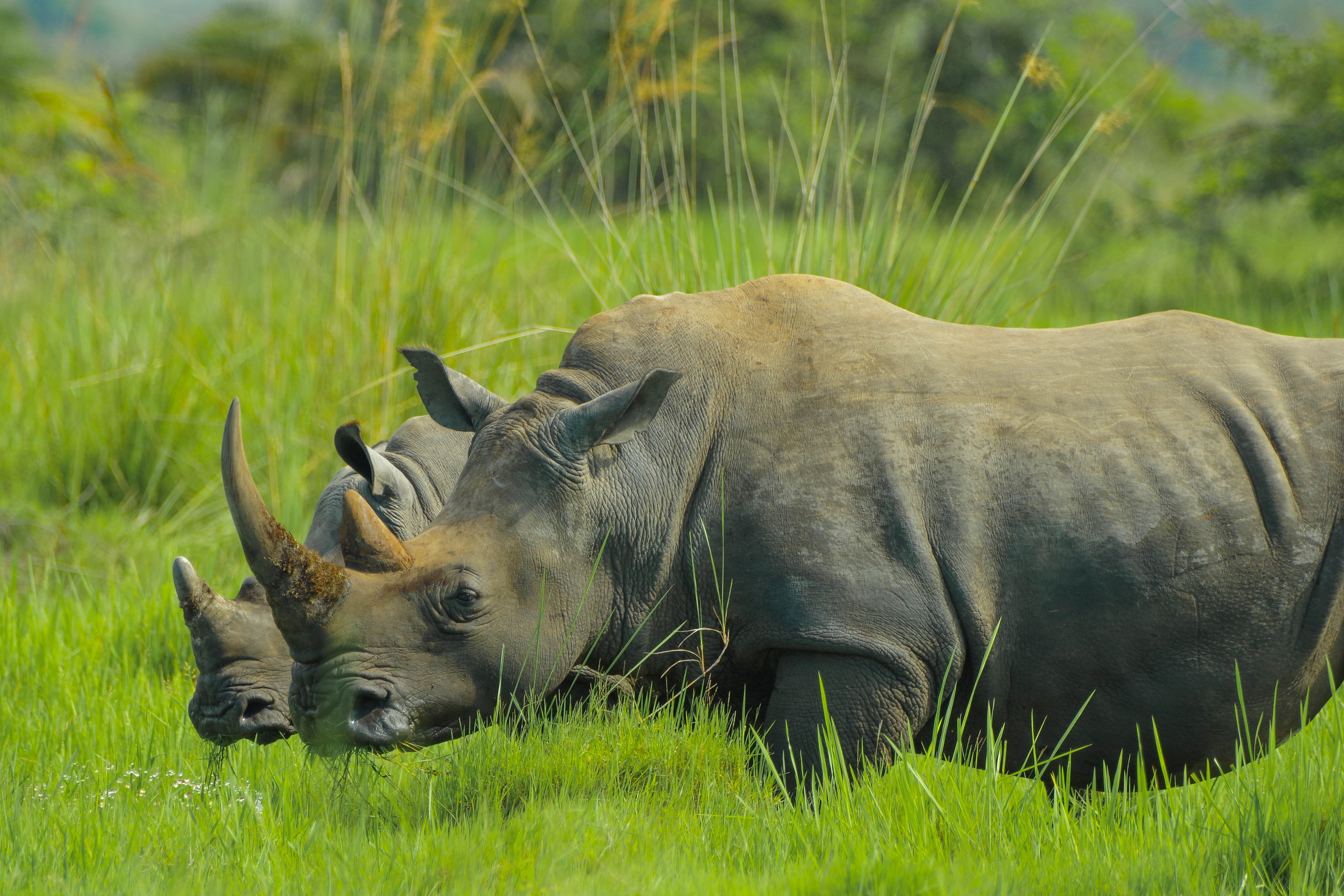 Black Rhinoceros